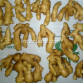 Engros Premium Grade Organic Fresh Ginger